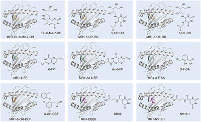 Biased MAIT TCR Usage Poised for Limited Antigen Diversity?